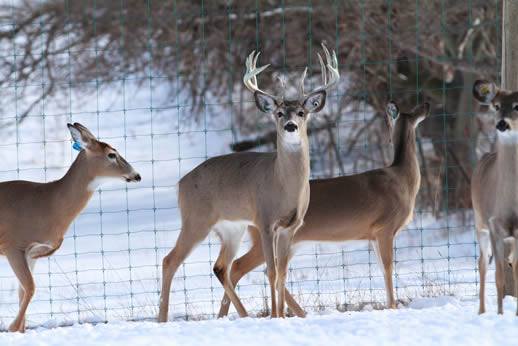 Autumn Wind Whitetails | 3031 E Hartman Rd, Columbia City, IN 46725, USA | Phone: (260) 403-0941