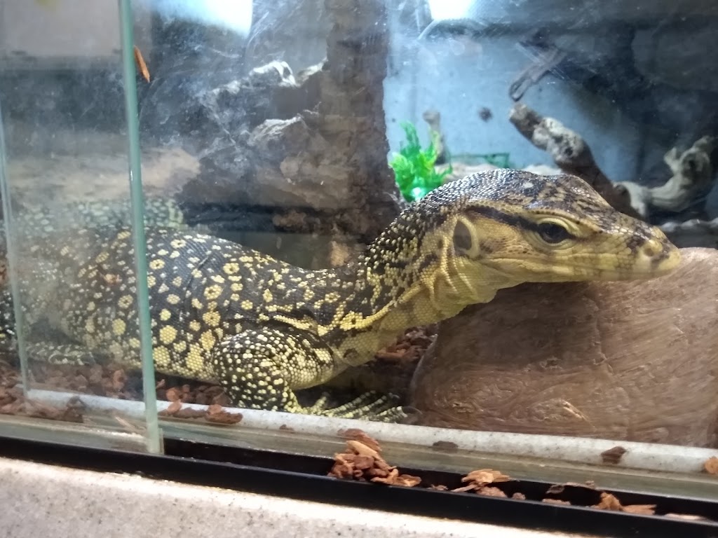 The Painted Reptile | 18730 W Oxnard St #215, Tarzana, CA 91356, USA | Phone: (818) 654-9441