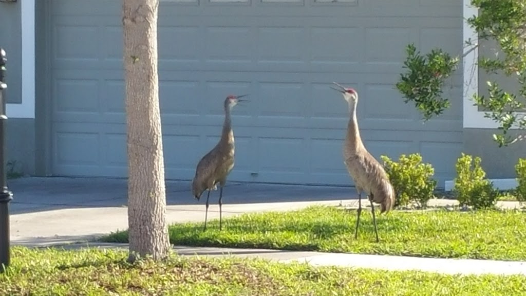 Asbel Creek Sign Entrance | Asbel Rd, Land O Lakes, FL 34638, USA | Phone: (866) 722-4004