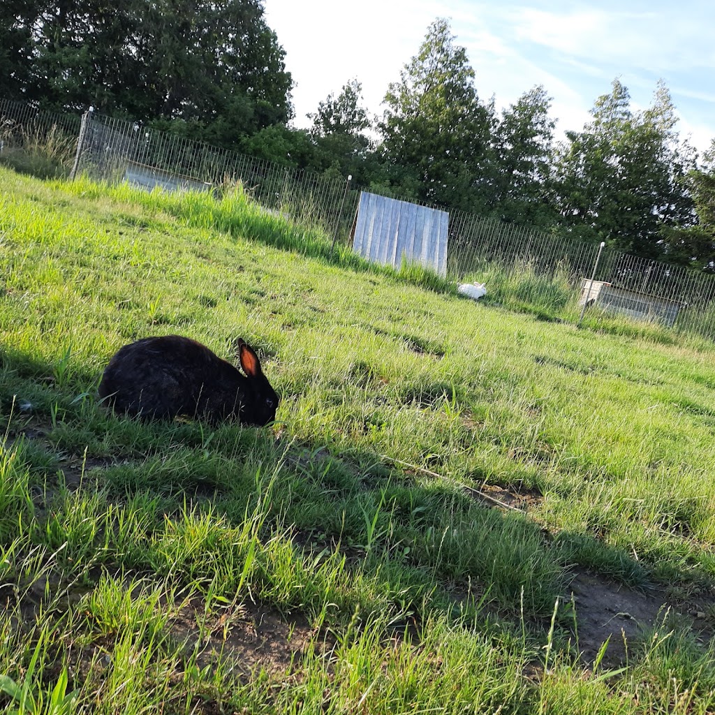 Amherstburg Bunny Meadow | 5530 Alma St, Amherstburg, ON N9V 0C8, Canada | Phone: (519) 819-5247