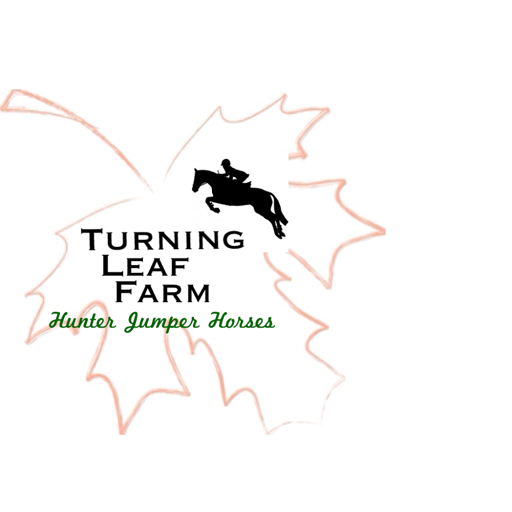 Turning Leaf Farm Hunter Jumper Horses, Spring Hill, FL | Paquette Stables, 12831 US Hwy 41, Spring Hill, FL 34610, USA | Phone: (508) 397-6959