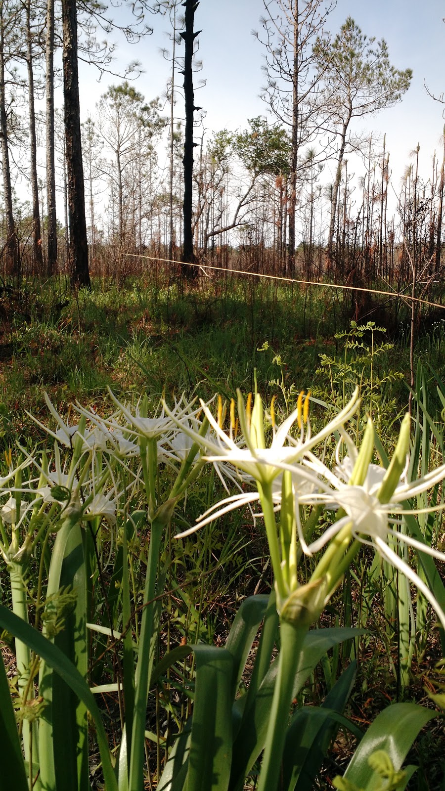 Lake Ramsey Savannah Wildlife Management Area | Covington, LA 70435, USA | Phone: (985) 543-4777