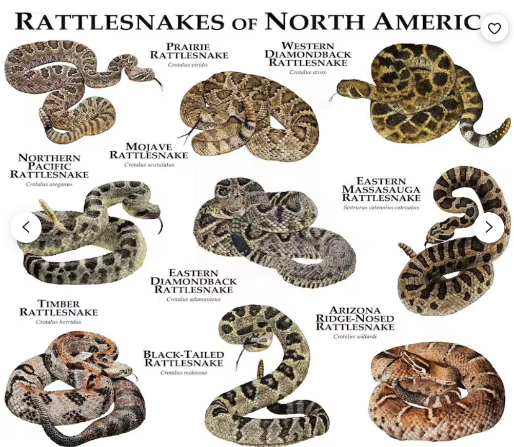 Red Mountain Rattlesnake Removal | 4052 N Ranier, Mesa, AZ 85215, USA | Phone: (480) 254-0762