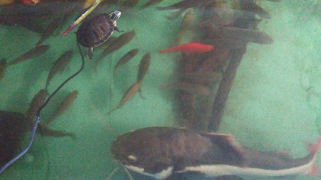 Florida Fish Rescue | 14350 NW 77th Ave, Trenton, FL 32693, USA | Phone: (727) 351-2734