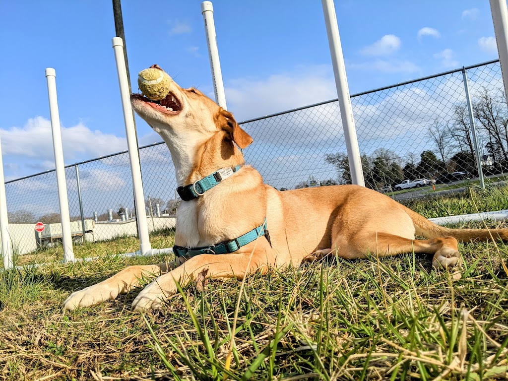 Good Company Pups and Mugs | 247 N Broad St, Seagrove, NC 27341, USA | Phone: (336) 872-4141