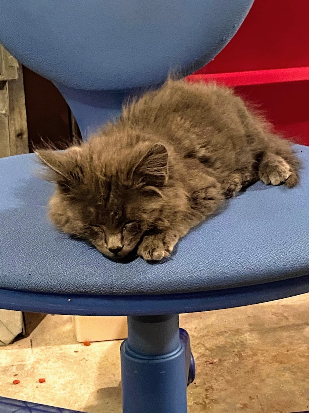 All About Cats Veterinary Hospital | 6501 132nd Ave NE, Kirkland, WA 98033, USA | Phone: (425) 636-8201