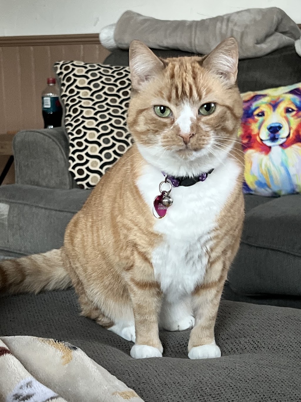 Ghent Hill Veterinary Clinic | 625 N Cleveland Massillon Rd, Akron, OH 44333, USA | Phone: (330) 665-1400