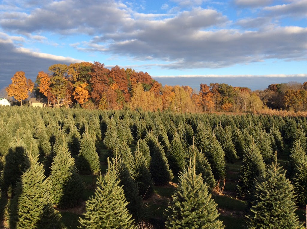 Riverside Christmas Trees | 982 Canal Rd, Marshall, WI 53559, USA | Phone: (608) 334-4257