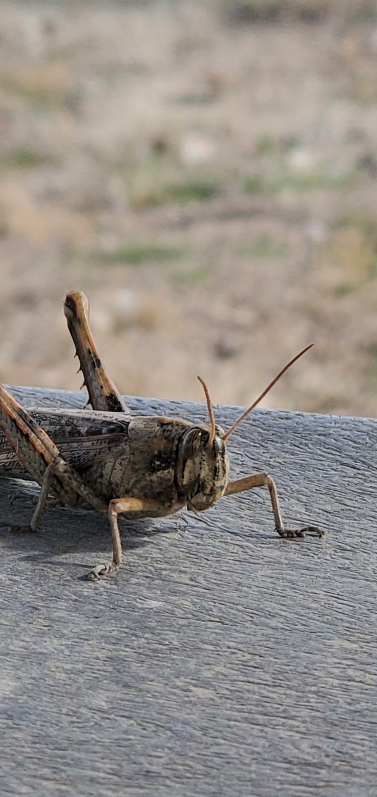 Colonel Allensworth State Park Campground | Palmer Ave, Earlimart, CA 93219, USA | Phone: (661) 849-3433