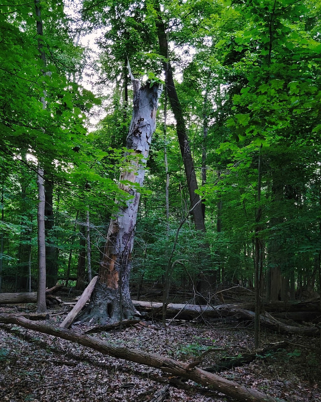 Susan Hambley Nature Center | 1473 Parschen Rd, Brunswick, OH 44212, USA | Phone: (330) 722-9364