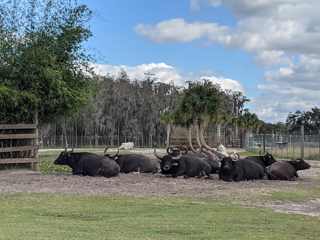 Wild Florida Safari | 3052 Lake Cypress Rd, Kenansville, FL 34739, USA | Phone: (407) 957-3135