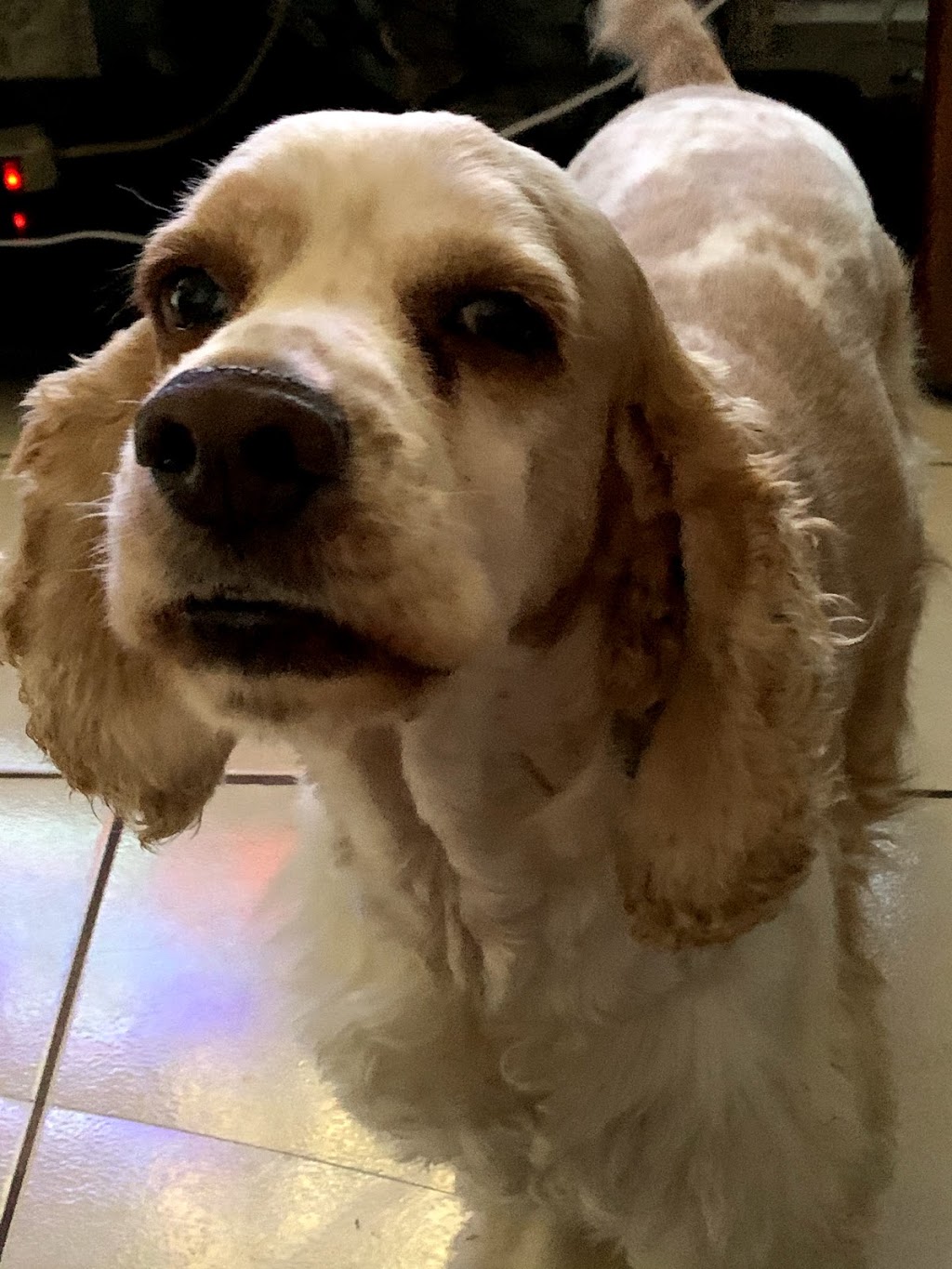 South Gate Dog - Cat Hospital | 3737 Tweedy Blvd, South Gate, CA 90280, USA | Phone: (323) 564-6913