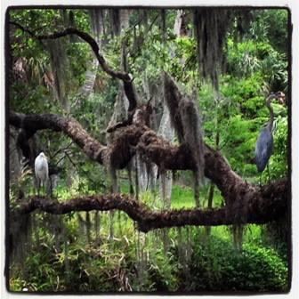 Frog Creek Campground | 8515 Bayshore Rd, Palmetto, FL 34221, USA | Phone: (941) 722-6154