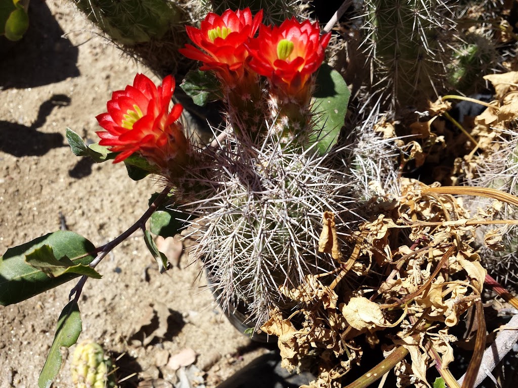 Vivero De Plantas Nativas De Baja California | 22750 Guadalupe, Baja California, Mexico | Phone: 646 121 6053