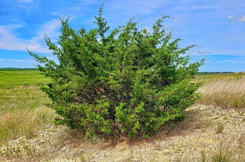 York Prairie State Natural Area | Blanchardville, WI 53516, USA | Phone: (888) 936-7463