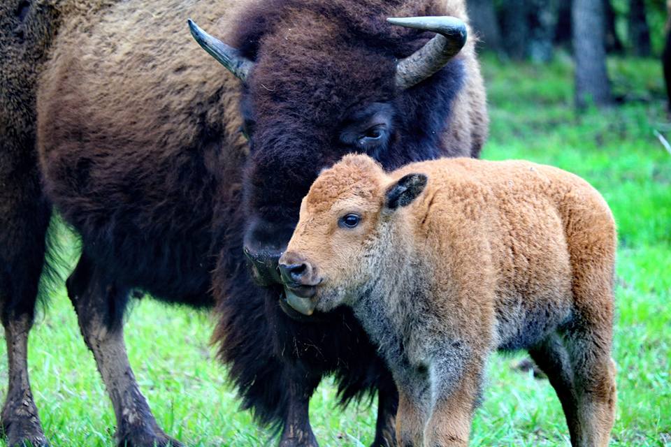 Woolaroc Museum & Wildlife Preserve | 1925 Woolaroc Ranch Rd, Bartlesville, OK 74003, USA | Phone: (918) 336-0307