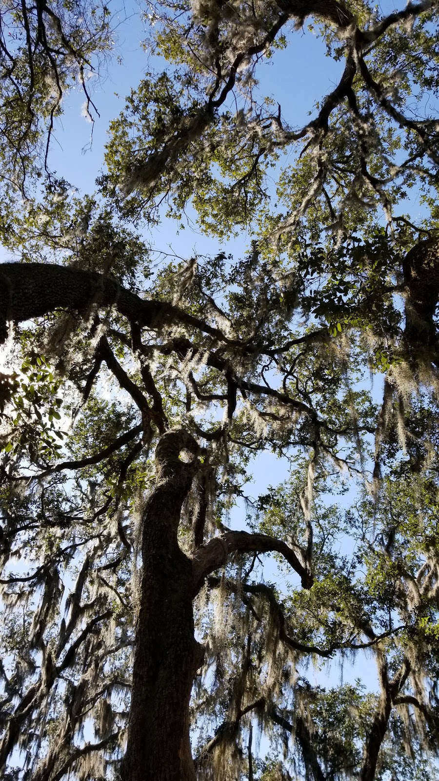 Hickory Hill Campground | Cumberland Island, St Marys, GA 31558, USA | Phone: (912) 882-4336