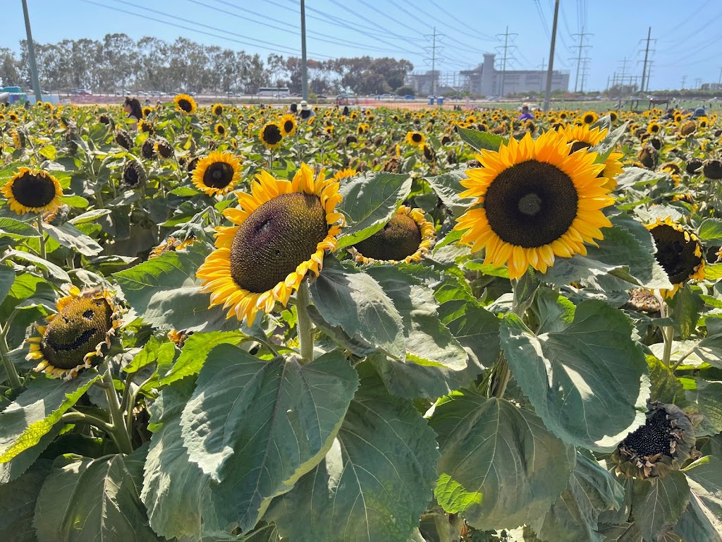 Carlsbad Strawberry Company | 1050 Cannon Rd, Carlsbad, CA 92008, USA | Phone: (760) 603-9608