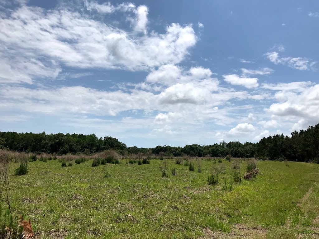 Brooker Creek Buffer Preserve | 18202 Patterson Rd, Odessa, FL 33556, USA | Phone: (813) 264-8513