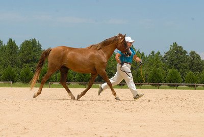 BR Farms | 105 Rocky Ridge Ln, Louisburg, NC 27549 | Phone: (919) 496-3783