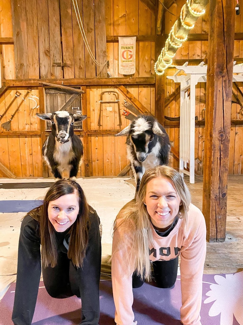 Goat Yoga of Southern IL | 10668 Niggli Rd, Alhambra, IL 62001, USA | Phone: (618) 540-2546