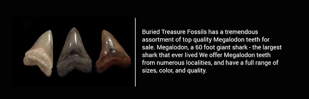 Buried Treasure Fossils | 3710 Pembrooke, Richmond, TX 77406 | Phone: (281) 342-7129