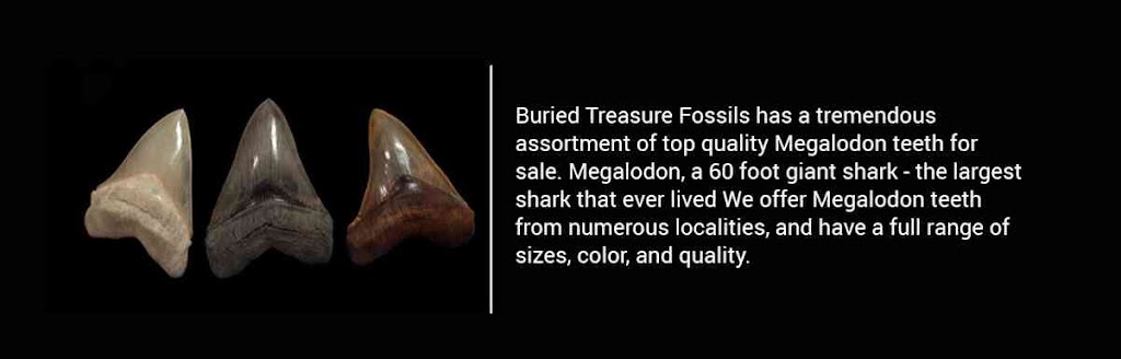 Buried Treasure Fossils | 3710 Pembrooke, Richmond, TX 77406, USA | Phone: (281) 342-7129