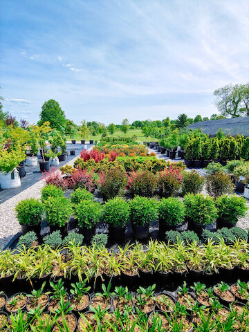 Summers Nursery & Landscape | 3099 Mt Eden Rd, Shelbyville, KY 40065, USA | Phone: (502) 648-4592