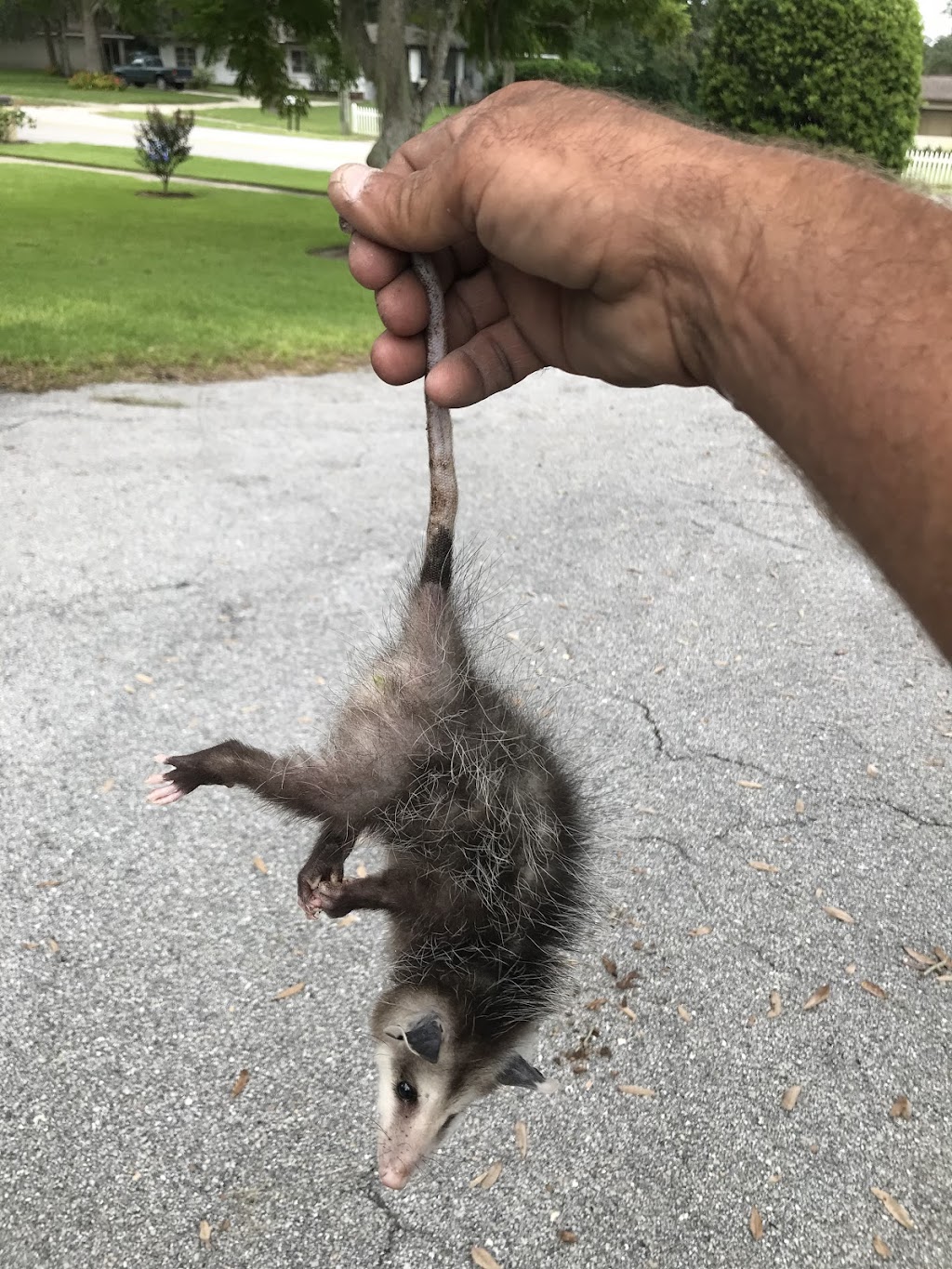 Frisco Raccoon Removal LLC | 2839 W Eldorado Pkwy, Frisco, TX 75033, USA | Phone: (469) 827-8444