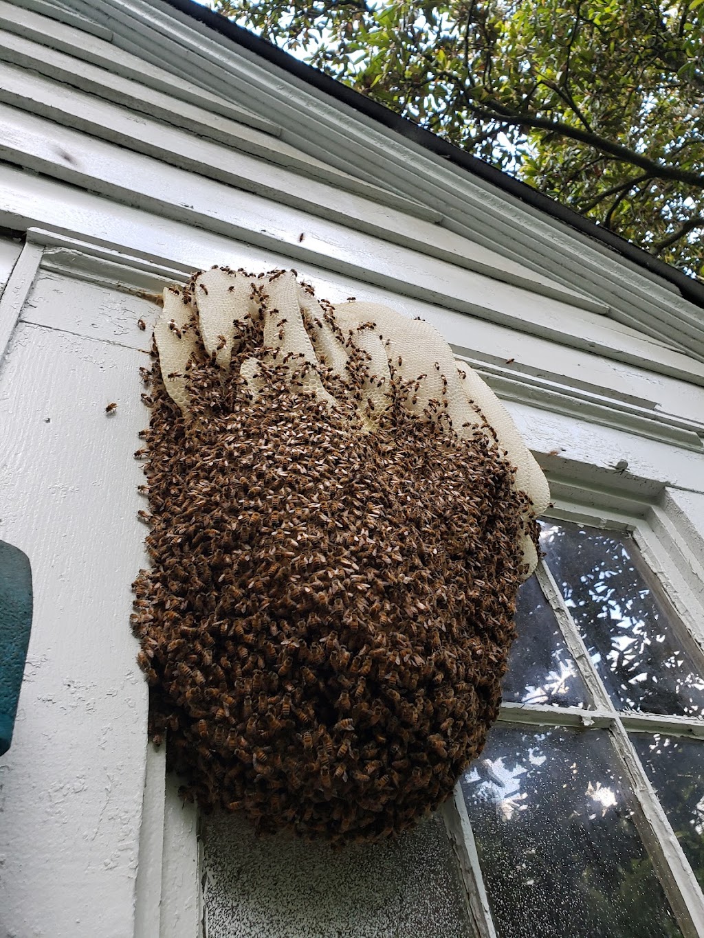 Southeast Bee Removal LLC | 477 Coastline Rd, Fayetteville, GA 30214, USA | Phone: (404) 594-2337