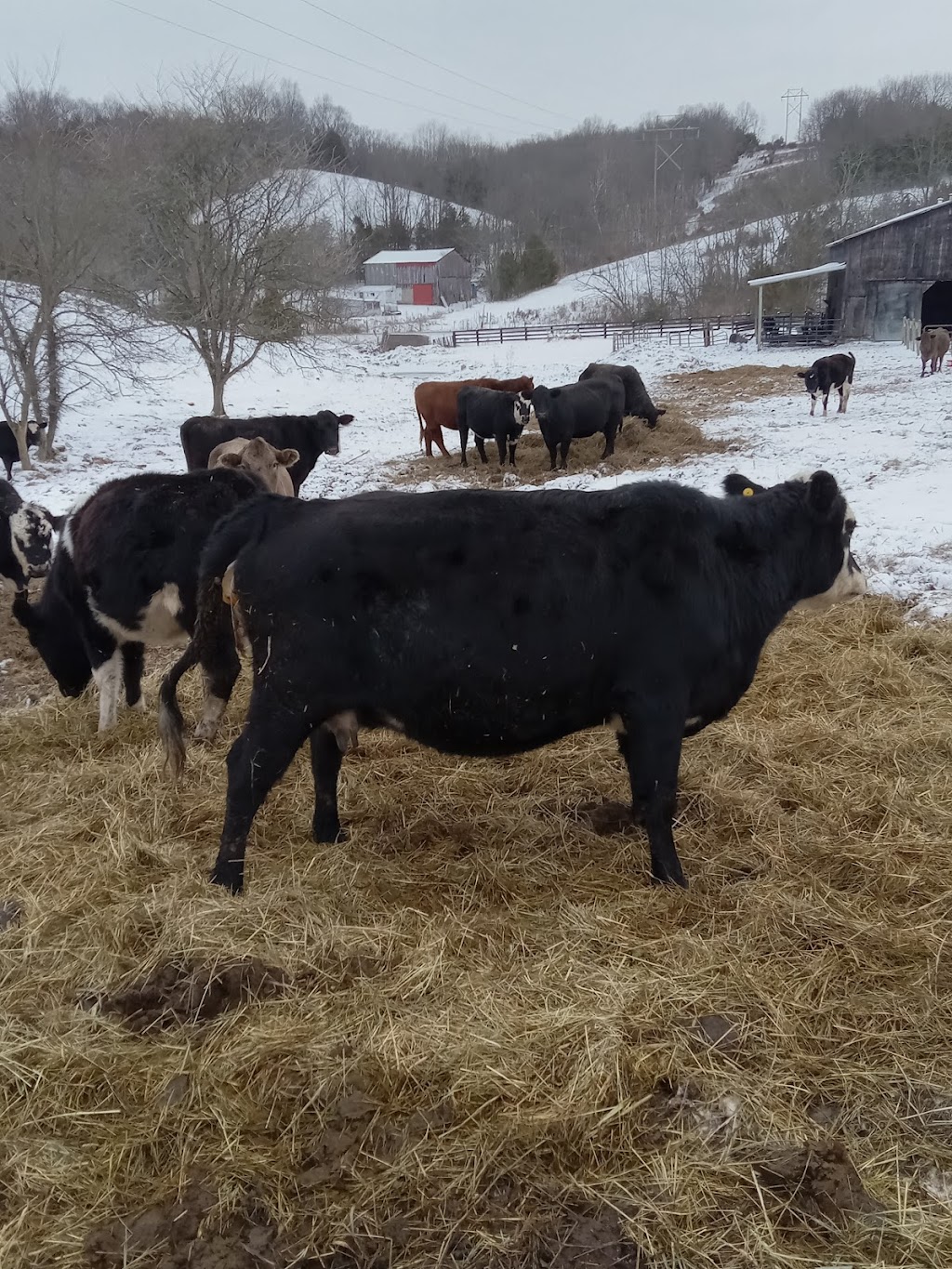 Turner Family cattle | KY-3185, Butler, KY 41006, USA | Phone: (859) 640-2039