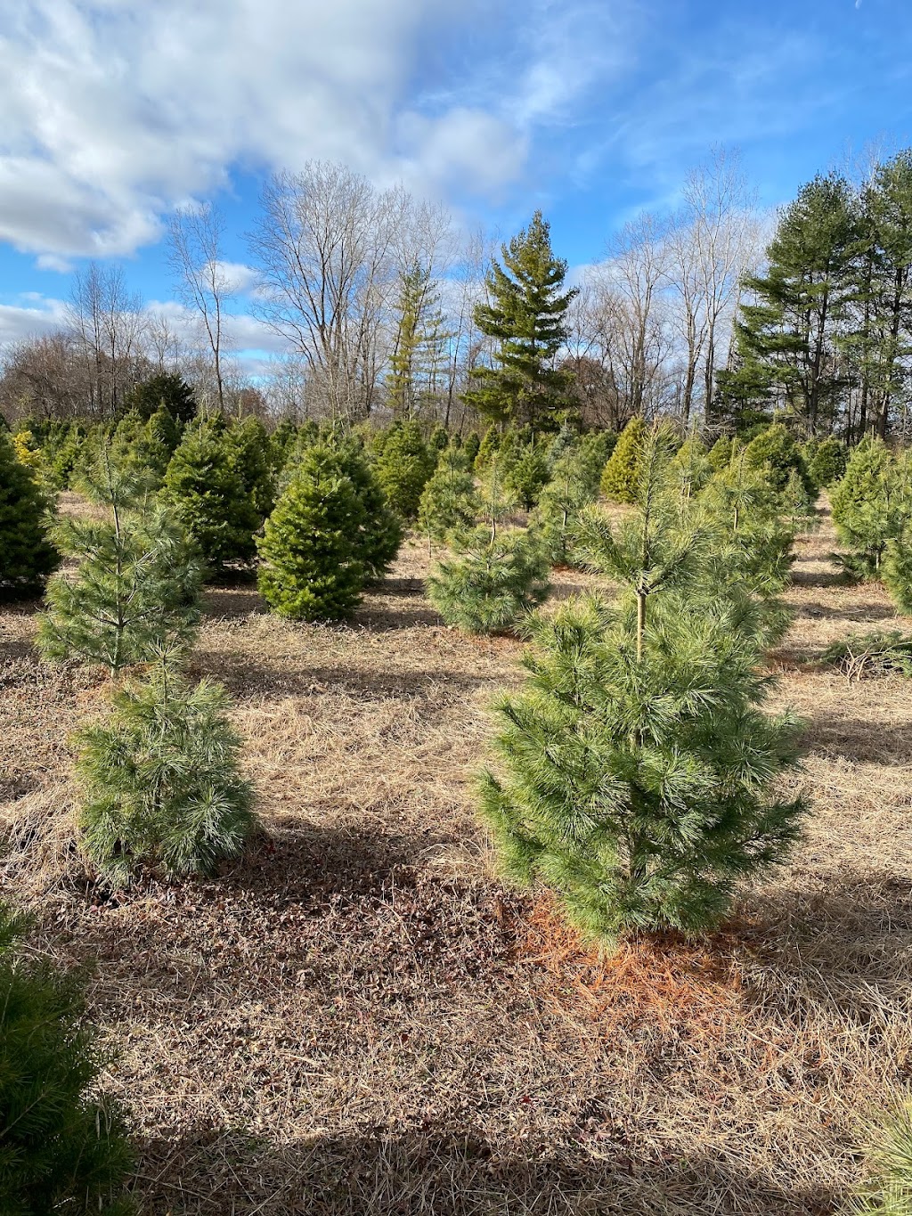 Salsberry Christmas Trees | 4595 Co Rd M, Delta, OH 43515, USA | Phone: (419) 826-6161