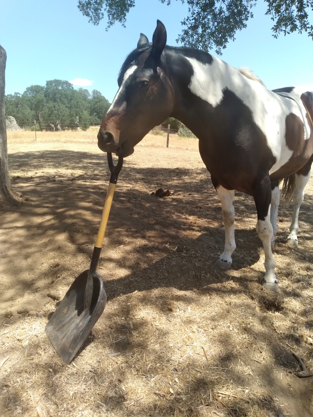 Star Ridge Horse Trails | Lumberg Rd, North Fork, CA 93643 | Phone: (559) 476-7272