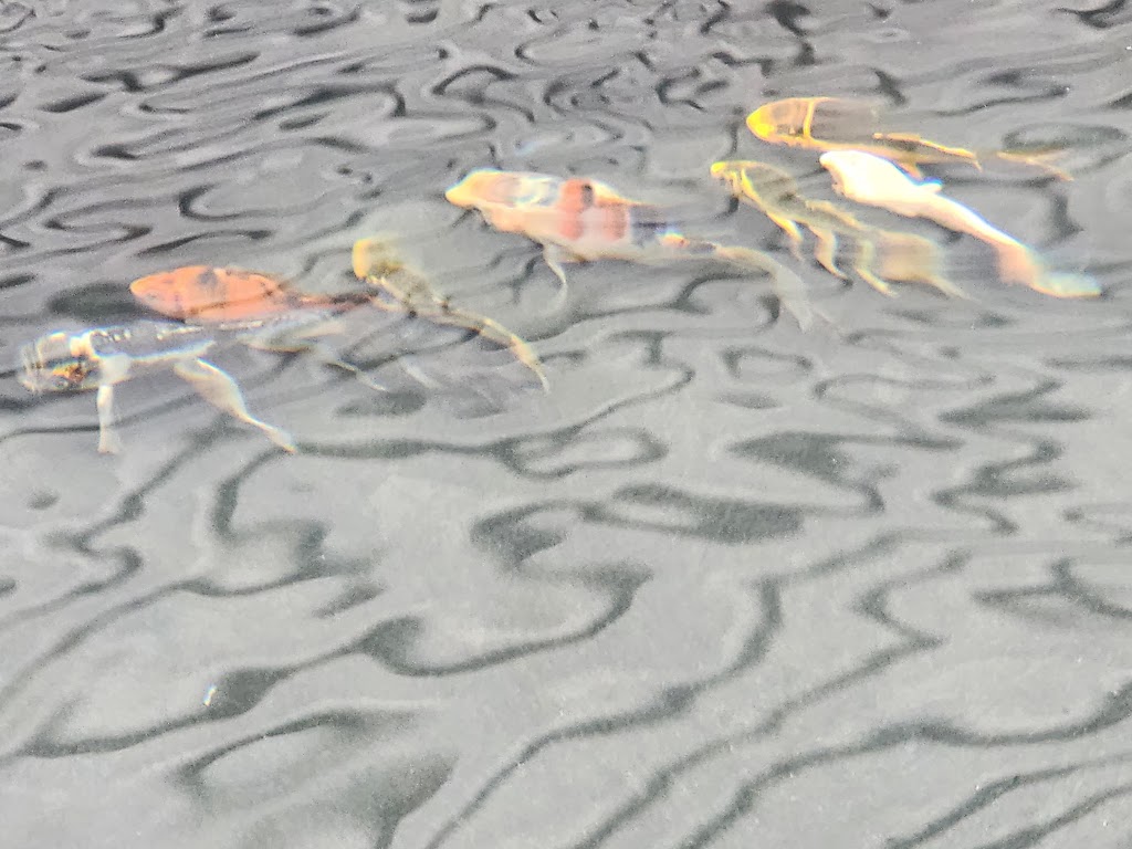 Ornamental Pond Fish, Inc. | 301 Thorn Rd, Port Allen, LA 70767, USA | Phone: (225) 343-4002