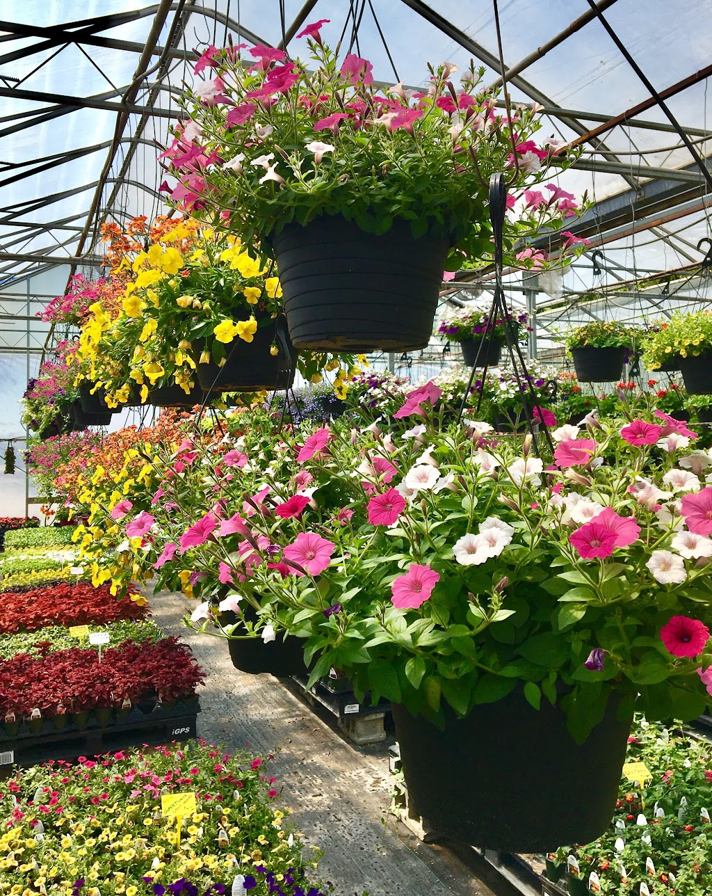 Ann Bondy Nursery | 2269 Front Road North R.R. #3, Amherstburg, ON N9V 3R3, Canada | Phone: (519) 734-7202