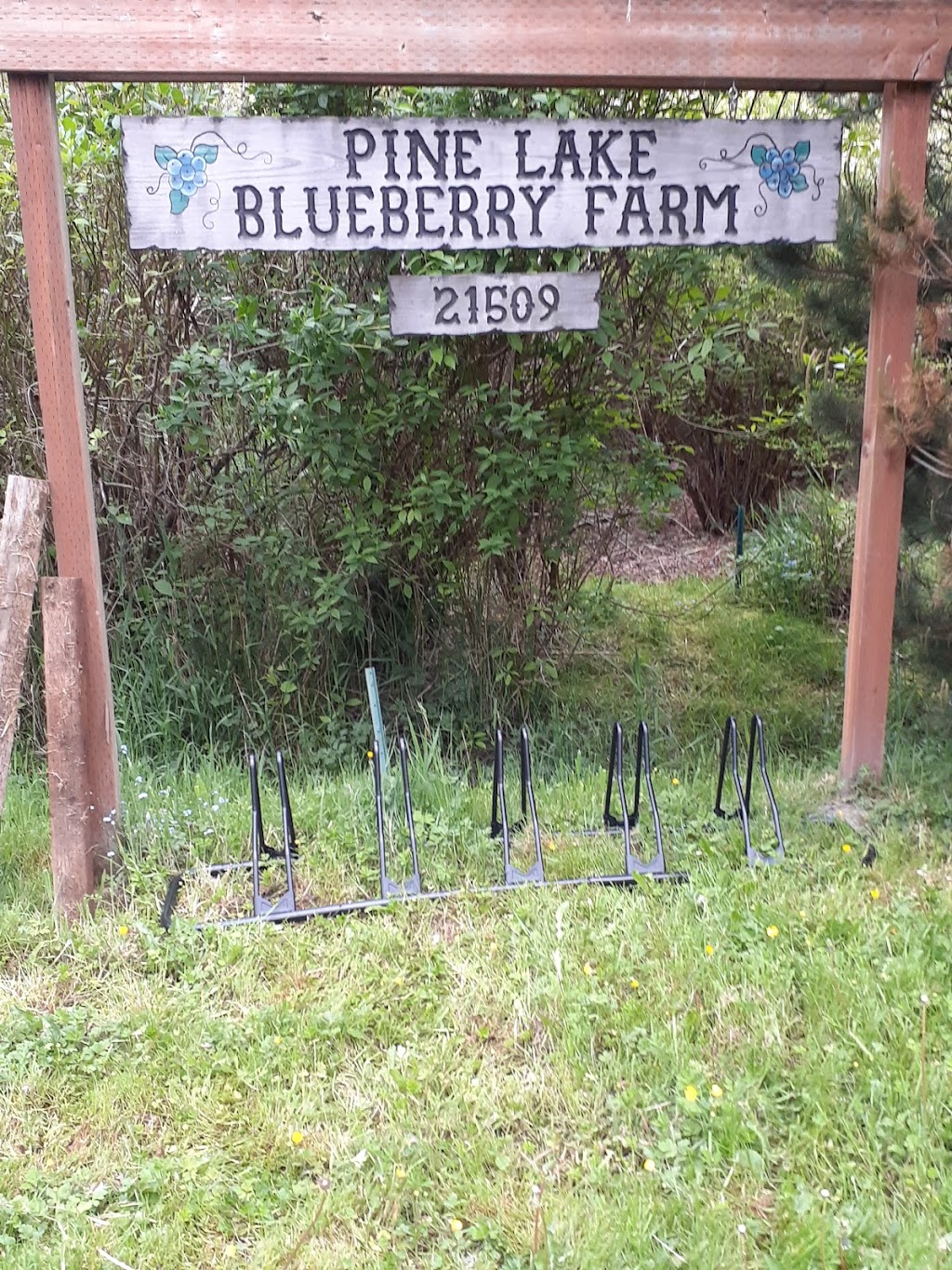 Pine Lake Blueberry Farm | 21509 SE 28th Ln, Sammamish, WA 98075, USA | Phone: (425) 270-9137