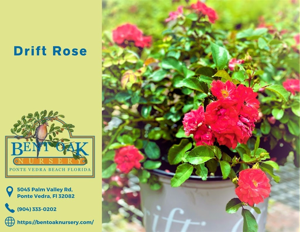 Bent Oak Nursery | 5045 Palm Valley Rd, Ponte Vedra Beach, FL 32082, USA | Phone: (904) 333-0202