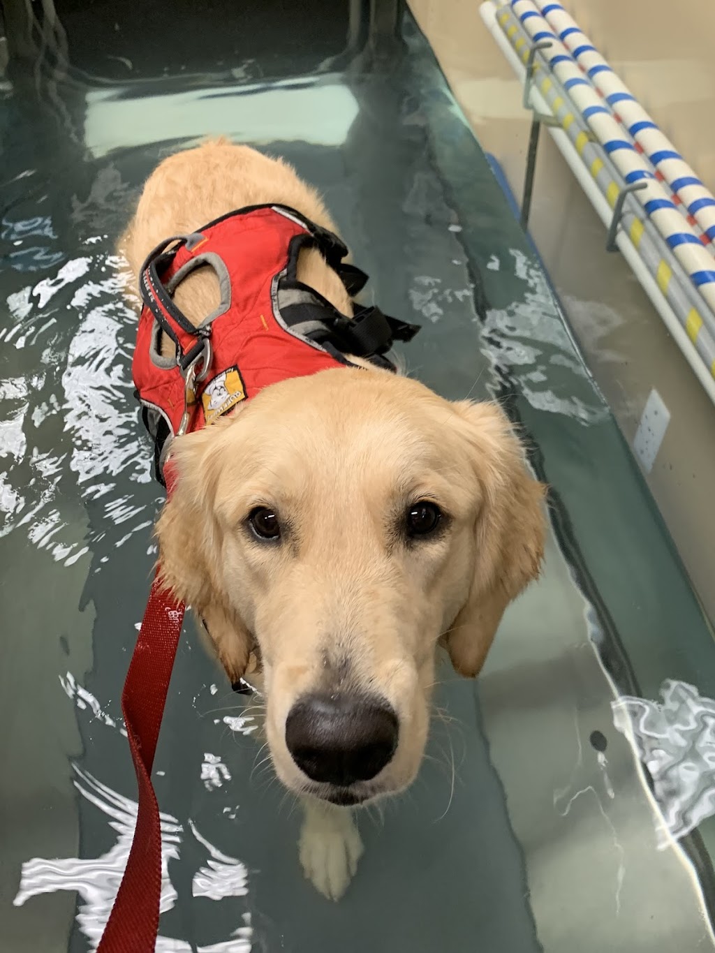 Comfort Care Veterinary Services | 41740 Michigan Ave, Canton Township, MI 48188, USA | Phone: (248) 429-9866