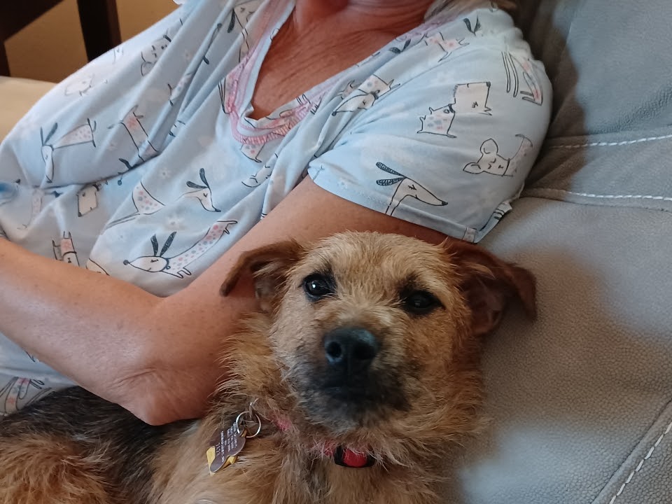 Fur-Ever Friends Animal Hospital / Canine Castaways | 1432 Wayne Rd, Arcadia, FL 34266, USA | Phone: (863) 458-7686