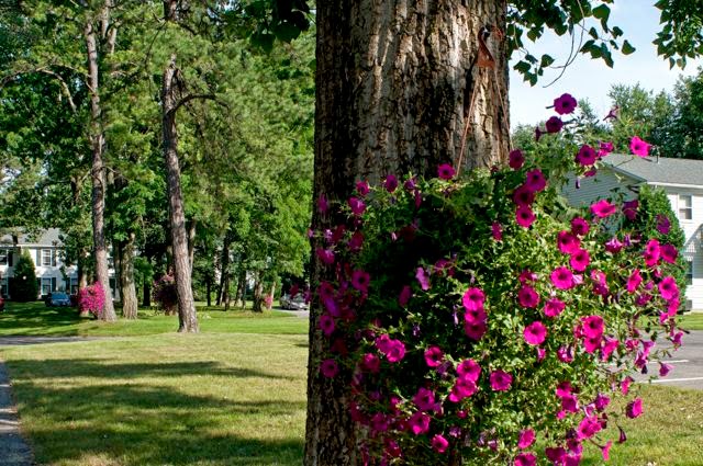 Williamsburg Village Apartments | Georgetown Court (off Point of Woods Drive), Albany, NY 12203, USA | Phone: (518) 456-2945