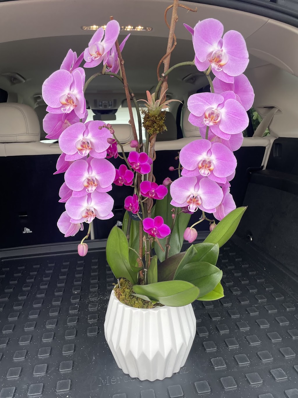 Viva Orchids of Boca Raton | 23369 Torre Cir, Boca Raton, FL 33433, USA | Phone: (561) 507-0073