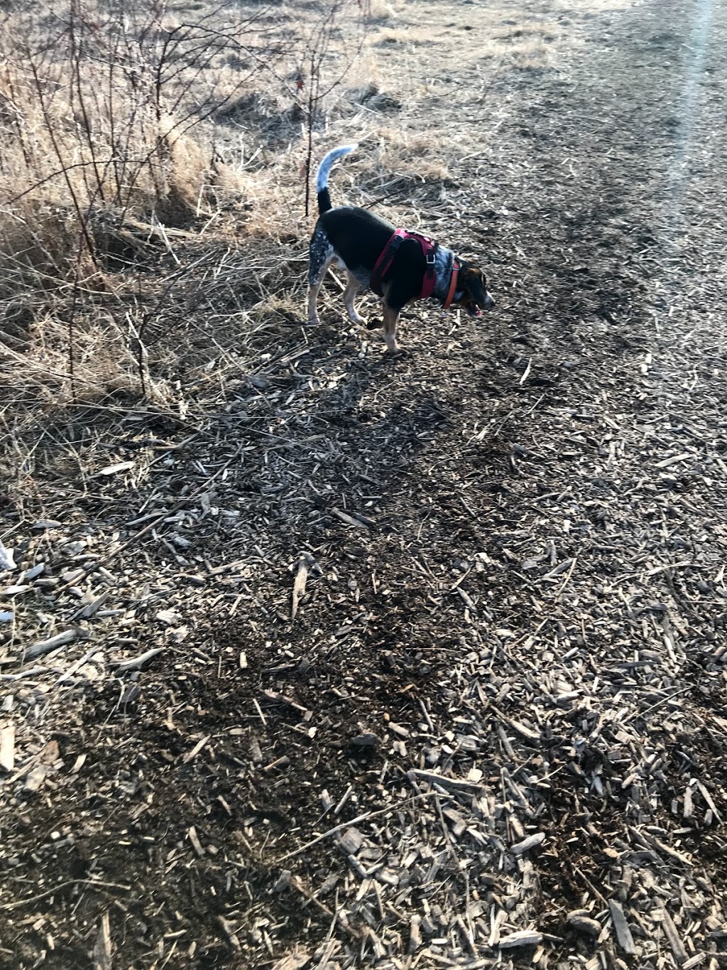 Prairie Moraine Dog Park | 6679 Wesner Ln, Verona, WI 53593, USA | Phone: (608) 224-3730