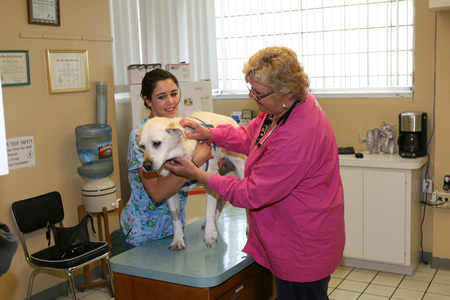 Pacific Beach Veterinary Clinic | 1362 Garnet Ave, San Diego, CA 92109, USA | Phone: (858) 272-6255