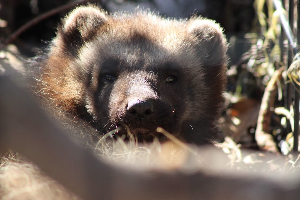 Wolverine Exhibit | 4731 OMalley Rd, Anchorage, AK 99507, USA | Phone: (907) 346-2133