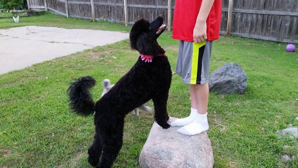 Dover Quality Poodles | 1662 164th Ln NW, Andover, MN 55304, USA | Phone: (763) 434-7332