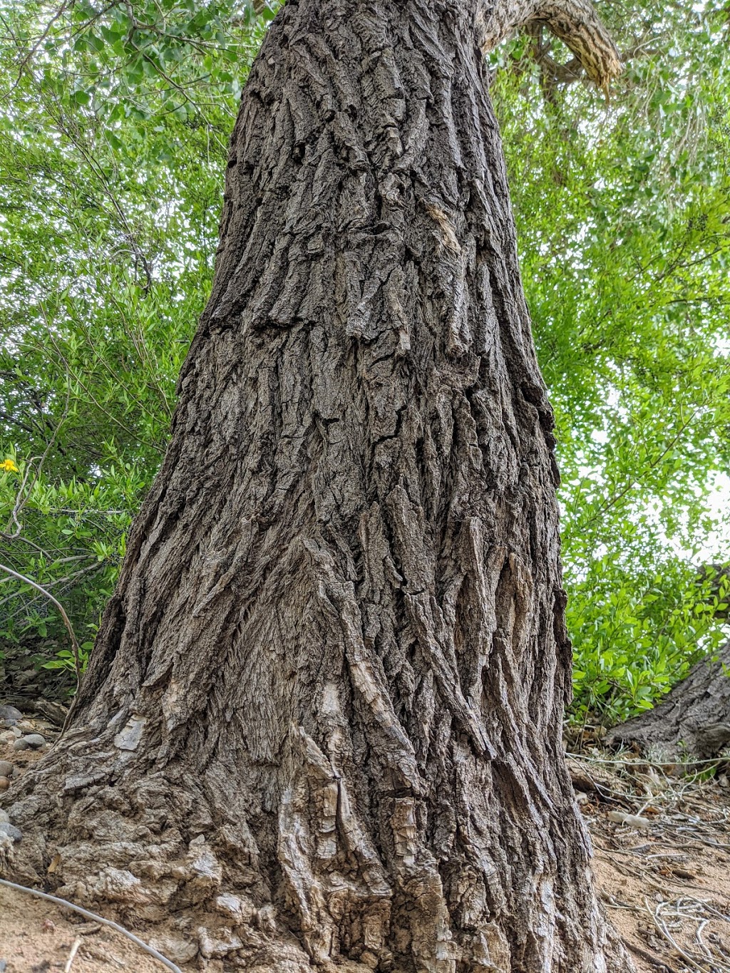 Rio Rancho Bosque Preserve - Riverside Dr Entrance | 1740 Black River Dr NE, Rio Rancho, NM 87144, USA | Phone: (505) 891-5015