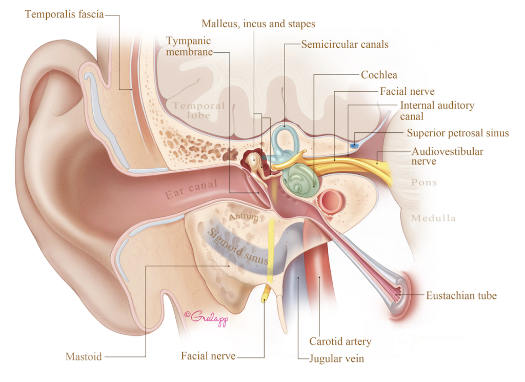 Colorado Springs Ear Associates | 2950 Professional Pl Suite 100, Colorado Springs, CO 80904, USA | Phone: (719) 667-1327