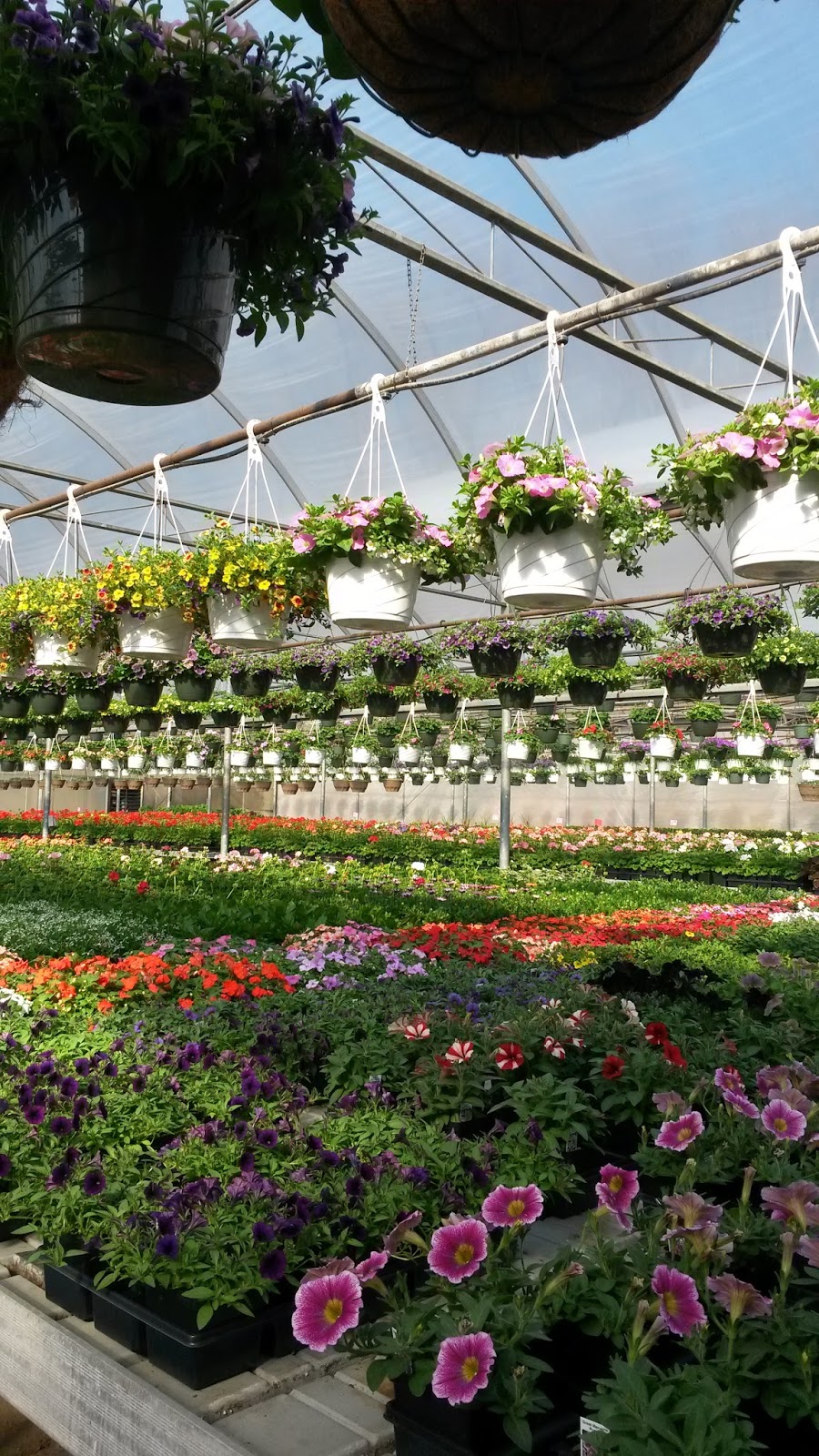 Sykes the Florist and Greenhouses | 1300 Lawrence St, Lowell, MA 01852, USA | Phone: (978) 454-4121