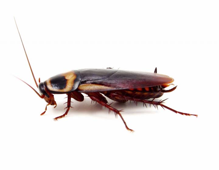 Hammond And Lemmons Termite And Pest Control | 606 IN-56, Scottsburg, IN 47170, USA | Phone: (812) 752-9595