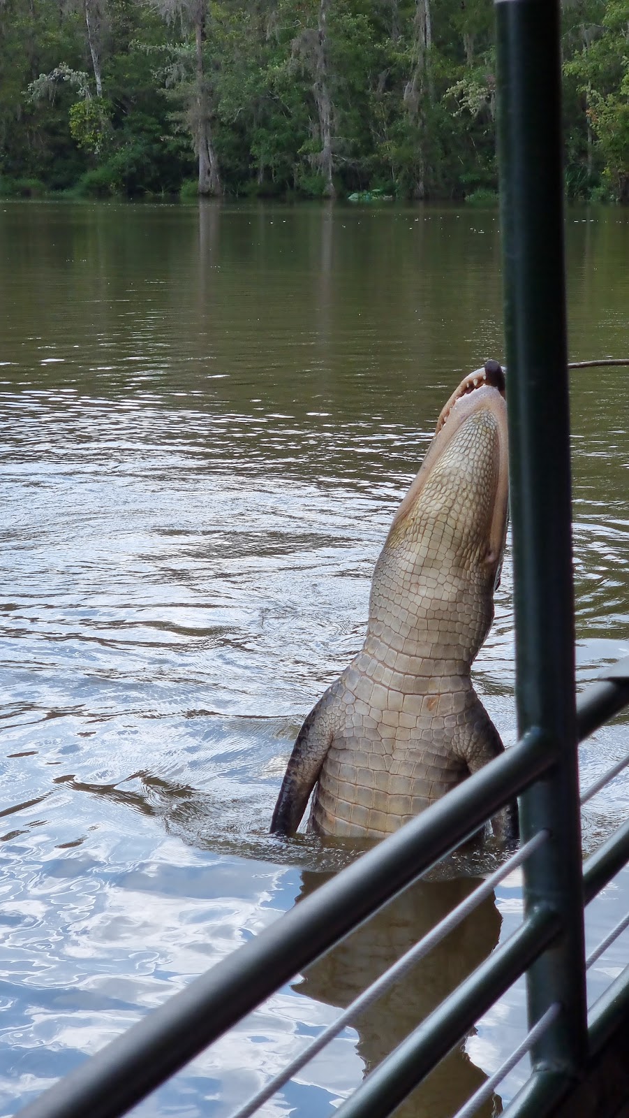 Cajun Style Swamp Tours | 9706 Barataria Blvd, Marrero, LA 70072, USA | Phone: (504) 628-8848